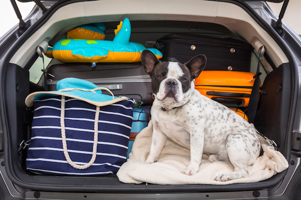 A dog sits in a car before heading to a vacation rental