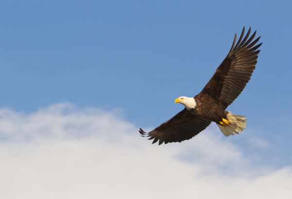 Bald Eagle soaring through the air
