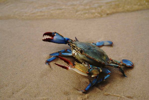 Blue crab on the beach in New Jersey