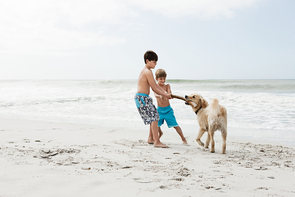 Children play with a dog on the beach