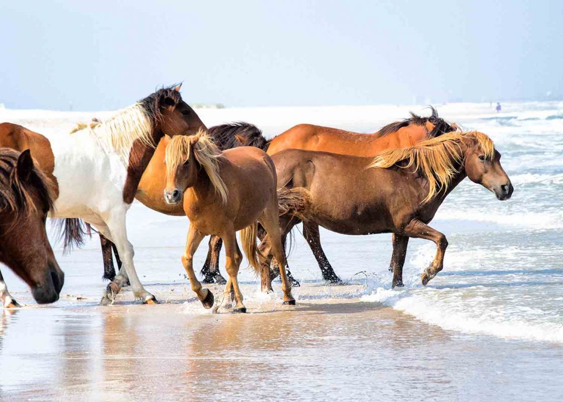 Wild ponies on Assateague Island