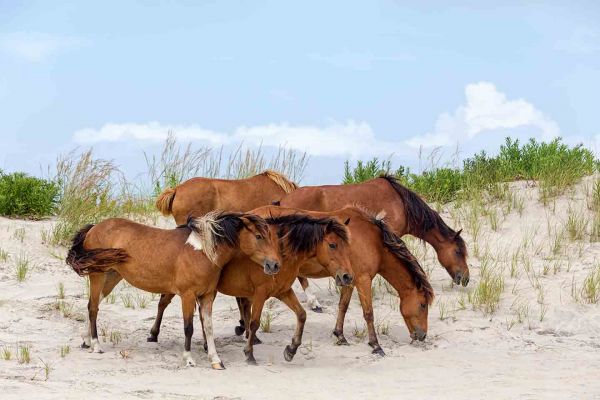 Wild ponies in Ocean City, MD
