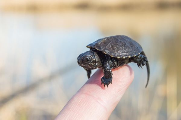 Baby turtle in Avalon, New Jersey