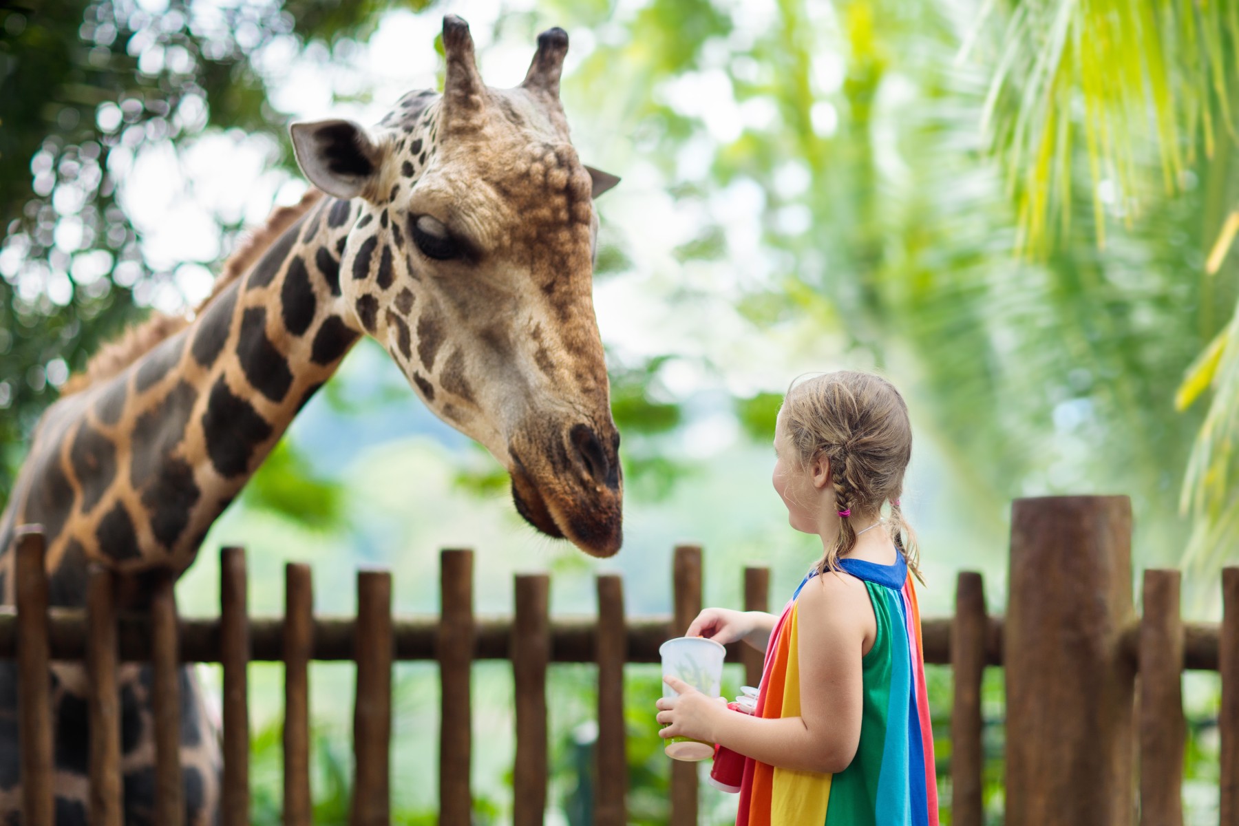 girl feeding giraffe