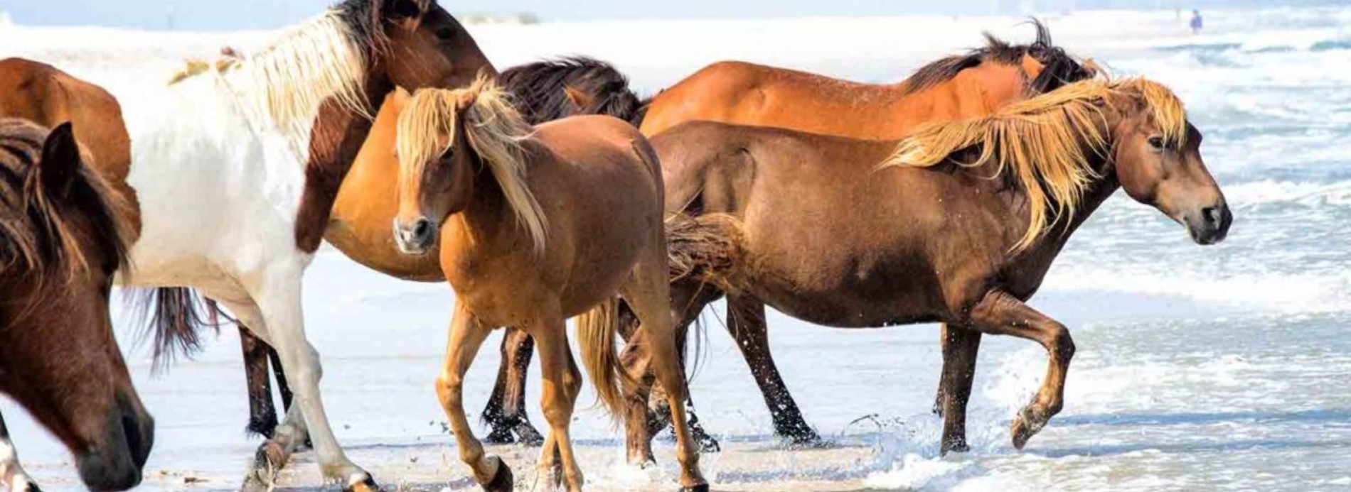 Take a Day Trip to Assateague Island When Staying in Ocean City, MD Feature Image