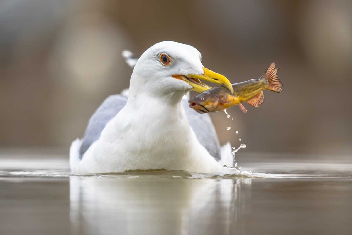 bird