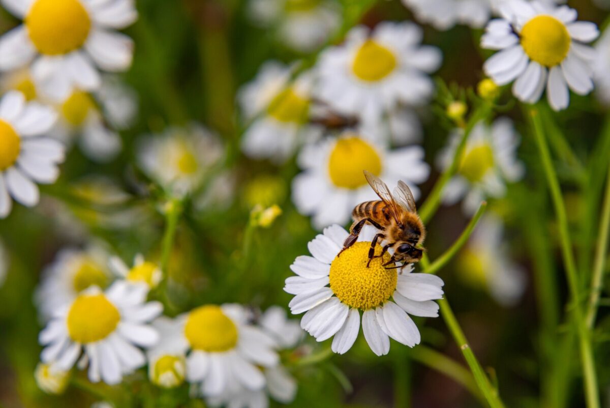bee on a flower