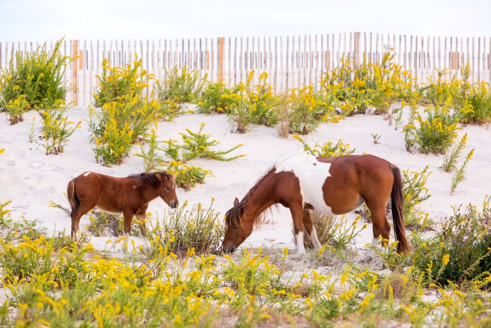 Assateague Island wild horses near Ocean City MD