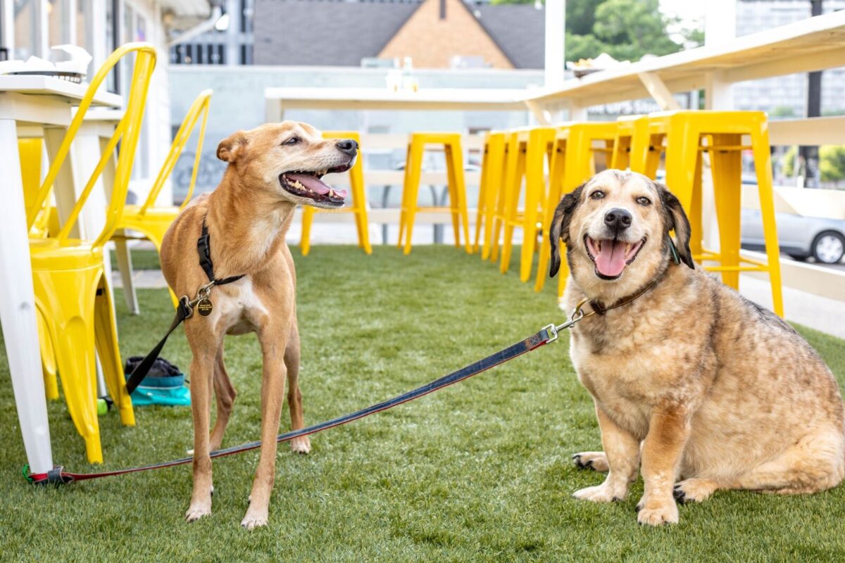 two dogs sitting on a patio at a restaurant