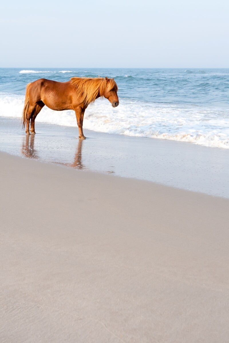 horse on assateague island