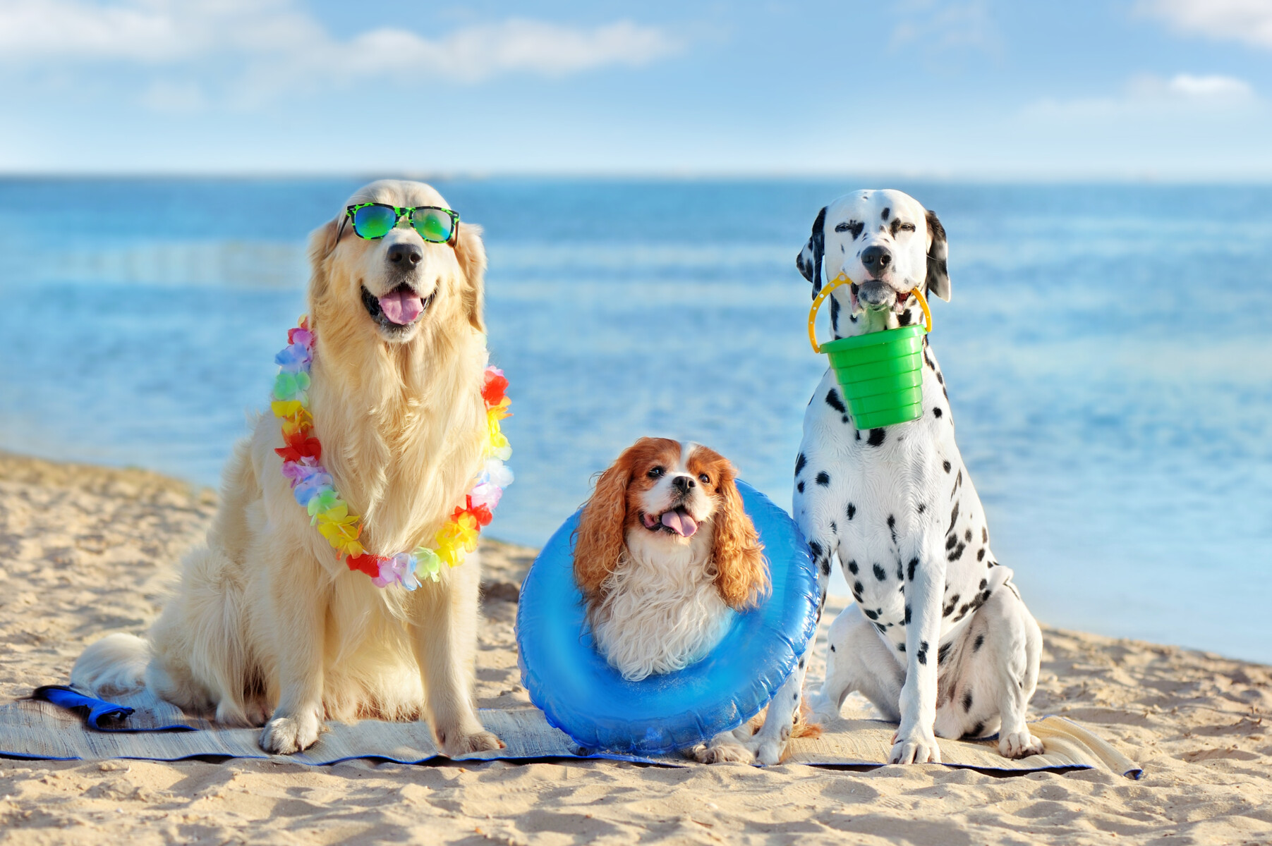 Three dogs on a beach vacation