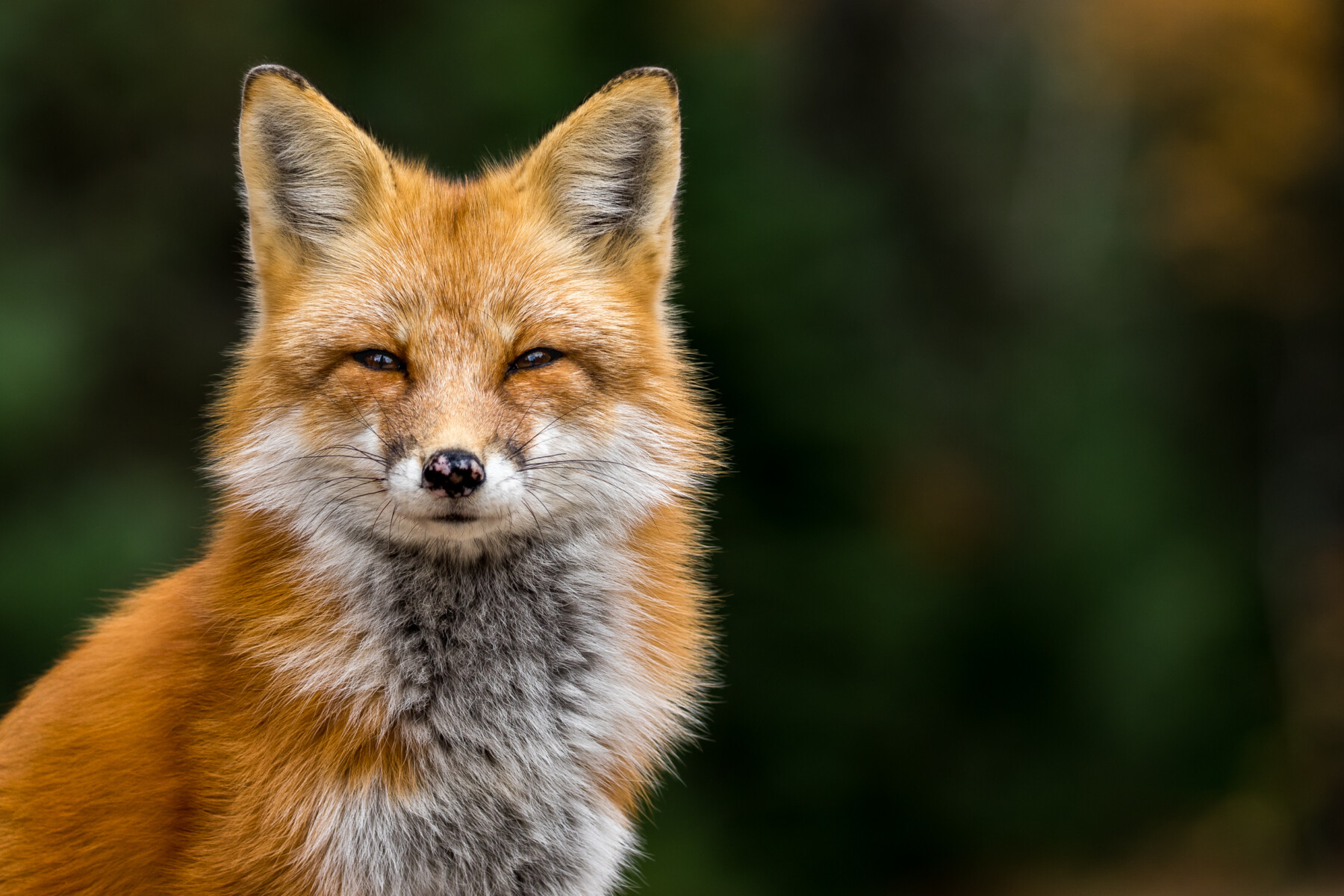 fox