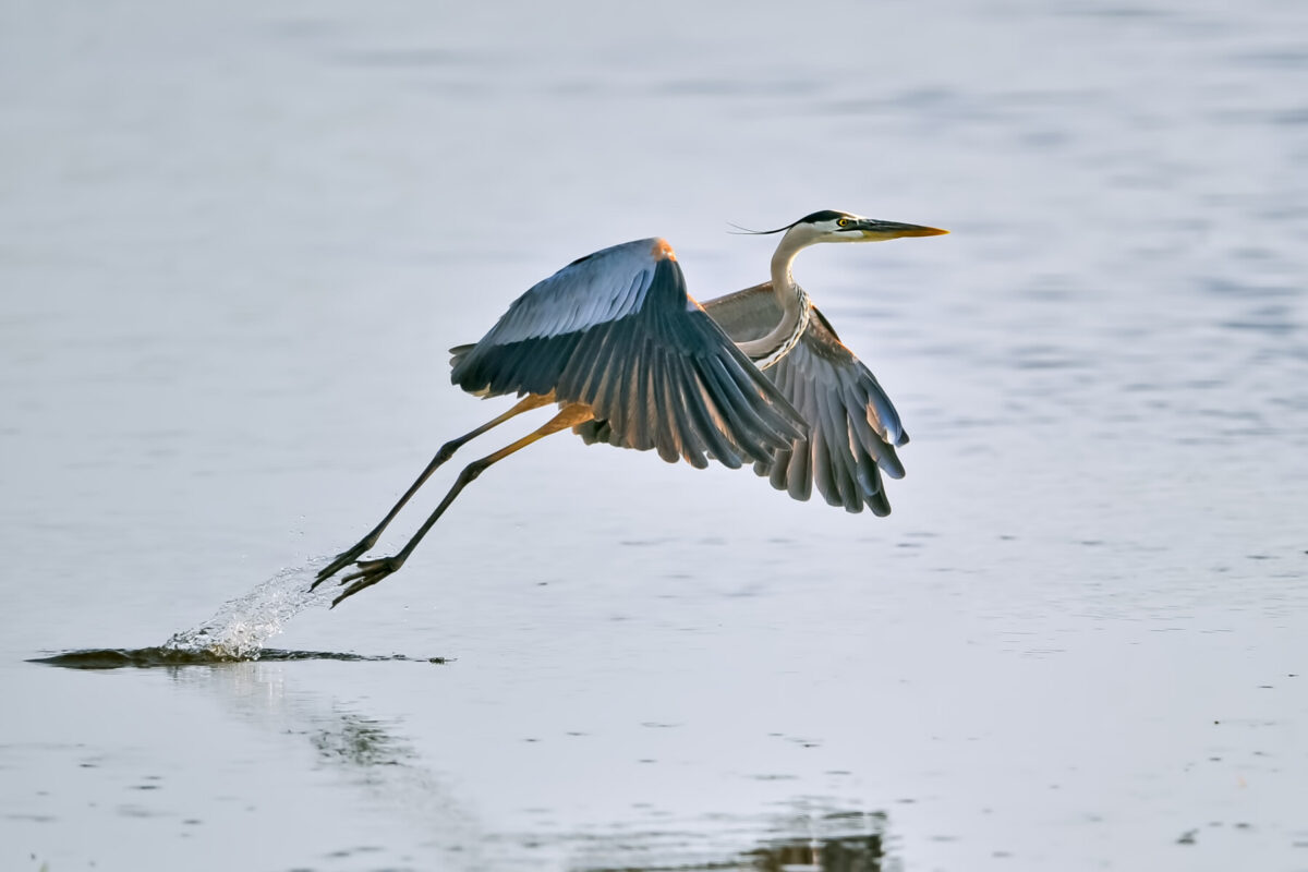 great blue heron