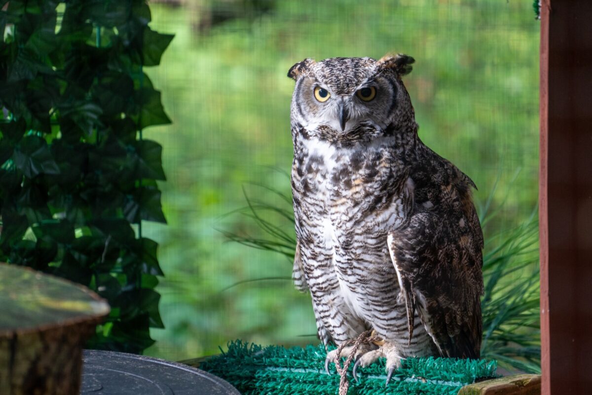 A majestic Great Horned Owl perched indoors at the Bethany Beach Nature Center. This educational wildlife encounter is a favorite local activity for families staying at a Long & Foster Vacation Rentals property in the Bethany Beach area.