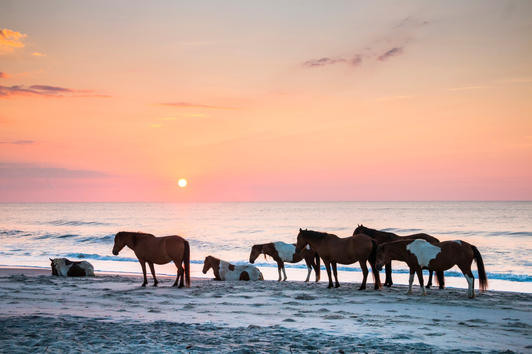 Horses standing on the beach at sunset