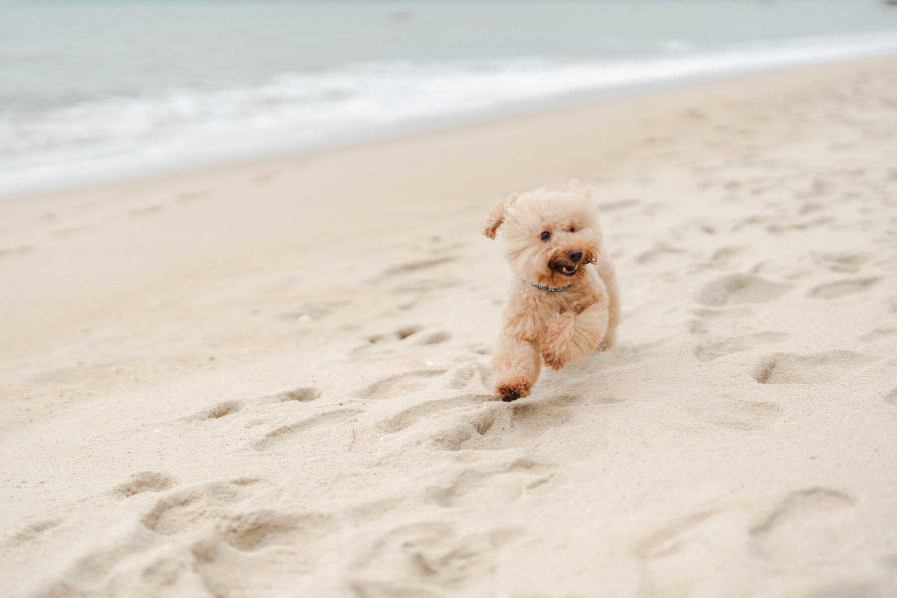 poodle running on the sand