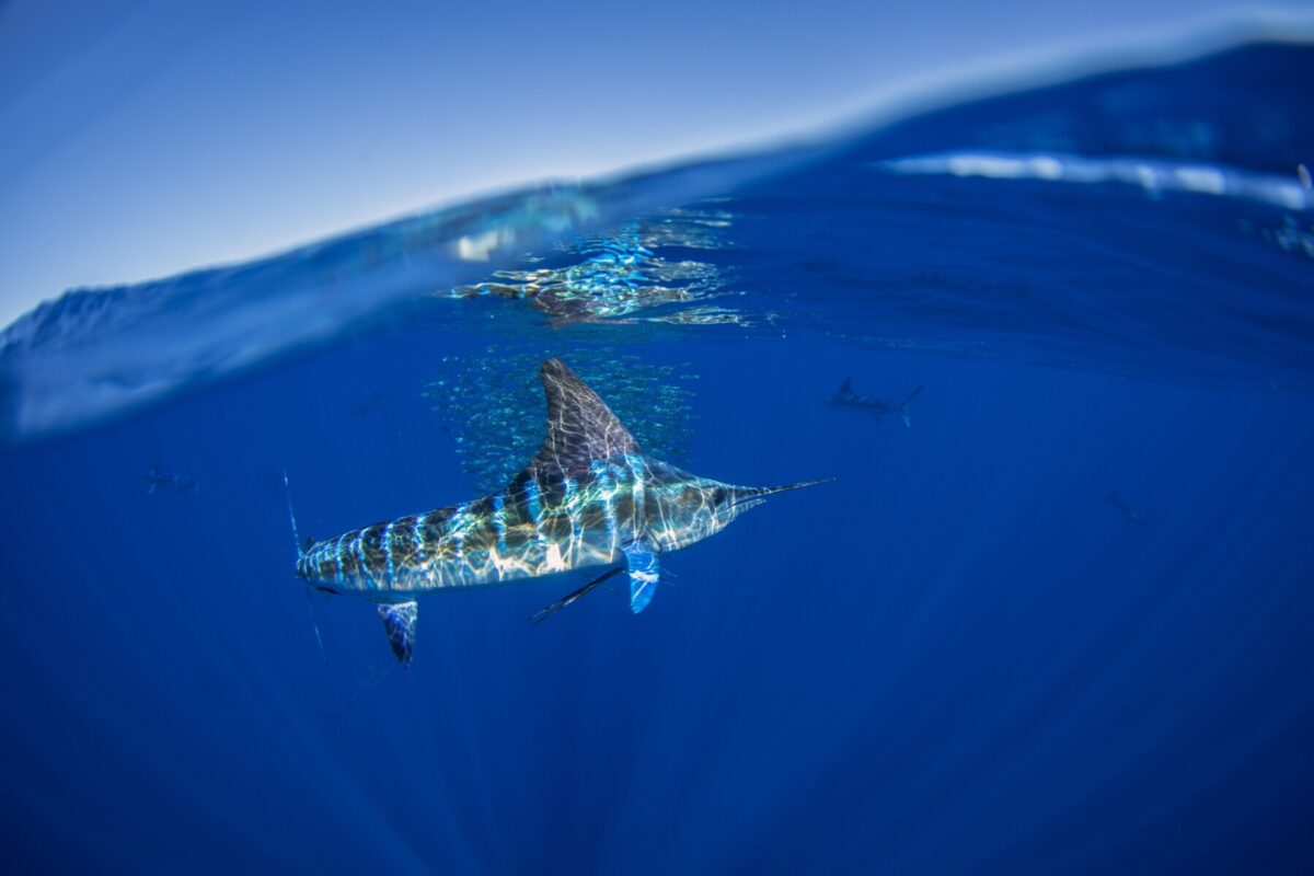 blue marlin swimming near a school of sardines