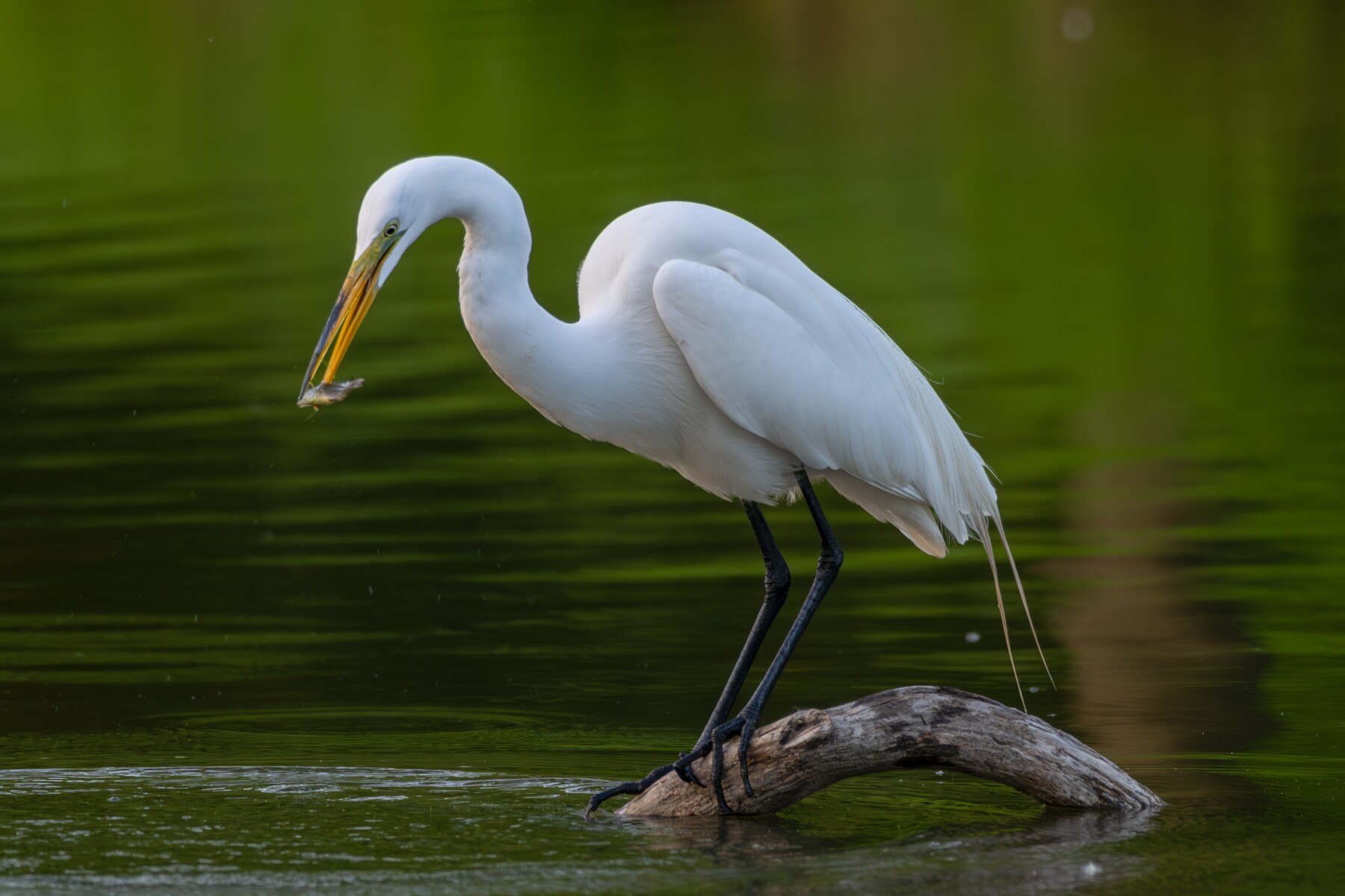 a great egret with a small fish in its beak perched on a small branch in the water
