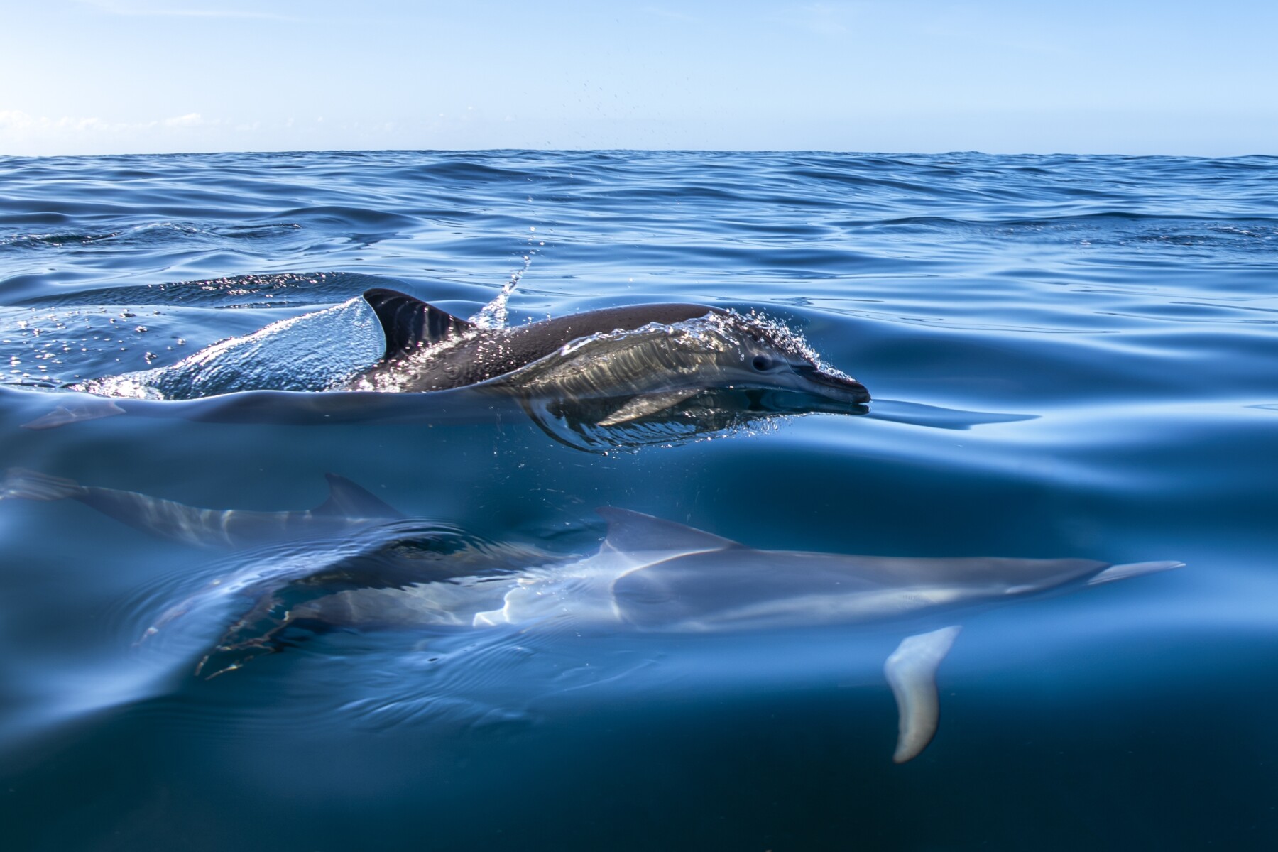 dolphin
